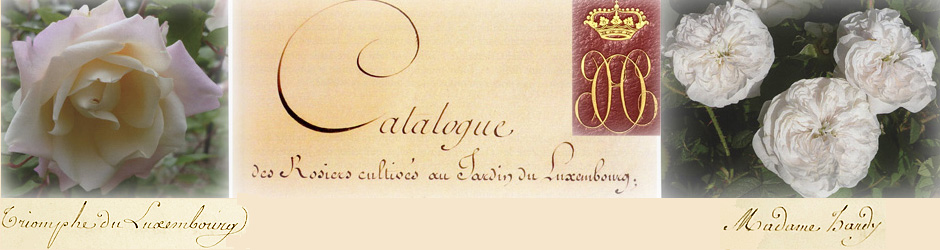 Photos des roses © Vincent DERKENNE Photos des roses © Vincent DERKENNE