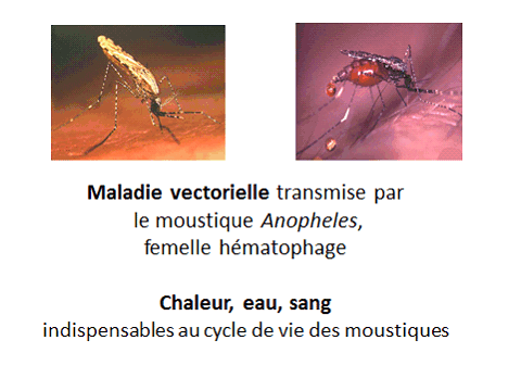 La check list anti moustique tigre - Commune du Tourne