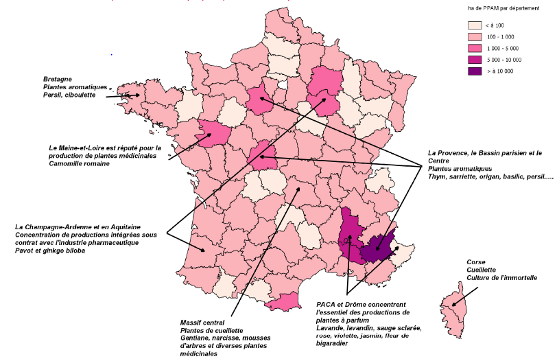Moutarde noire - Caractéristiques, Utilisations et Bienfaits -  Phytothérapie - France Minéraux