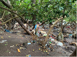 Casud : les déchets verts transformés en compost et redistribués  gratuitement - Réunion la 1ère